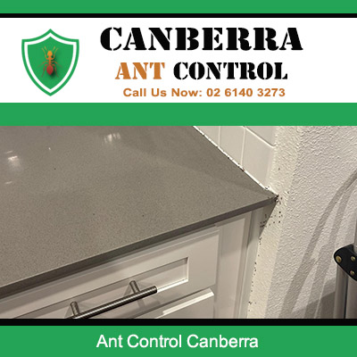 Active ant problem along interior ceiling line needing treatment in Canberra property